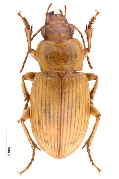   - Harpalus flavescens