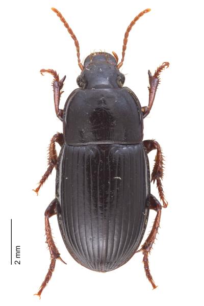   - Harpalus flavicornis flavicornis