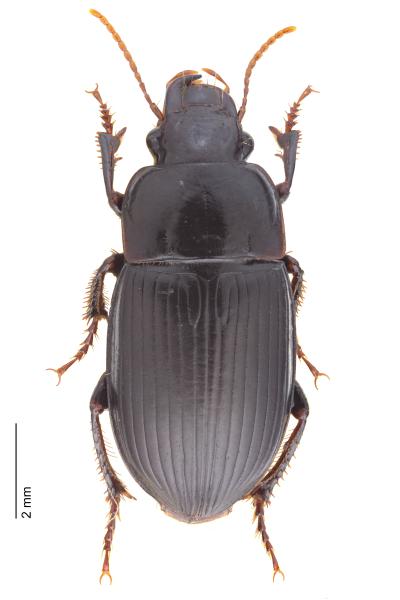   - Harpalus froelichii