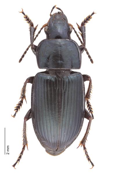   - Harpalus fuscicornis