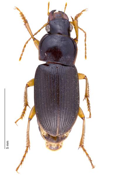   - Harpalus griseus