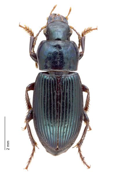   - Harpalus honestus