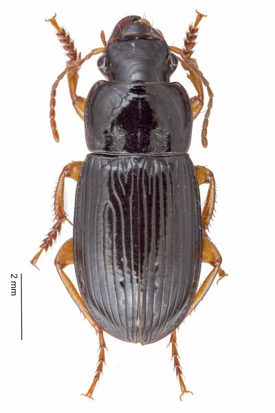   - Harpalus laevipes