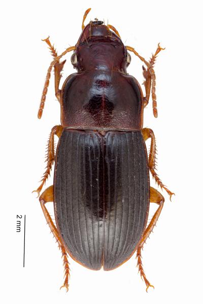   - Harpalus latus