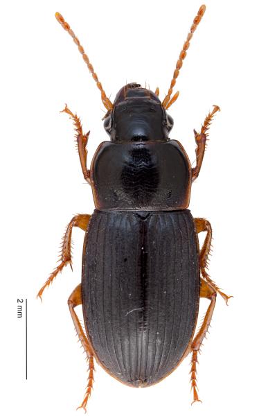   - Harpalus luteicornis
