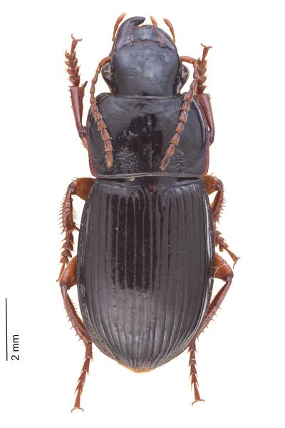   - Harpalus marginellus