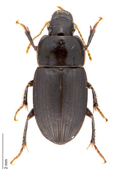   - Harpalus modestus