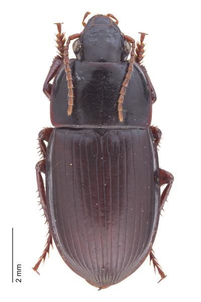   - Harpalus politus politus