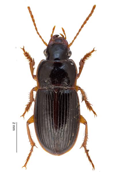   - Harpalus progrediens