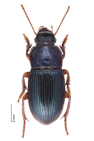 Carabes de Suisse  - Harpalus rubripes