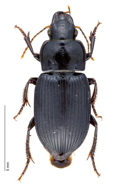   - Harpalus rufipalpis rufipalpis