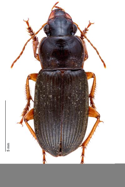 Carabes de Suisse  - Harpalus rufipes