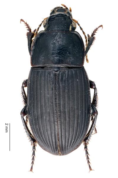   - Harpalus serripes serripes