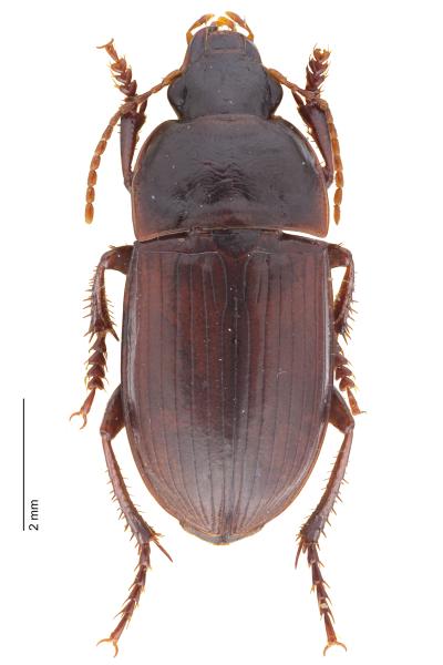   - Harpalus servus