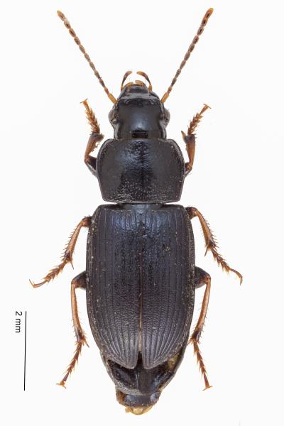 Carabes de Suisse  - Harpalus signaticornis