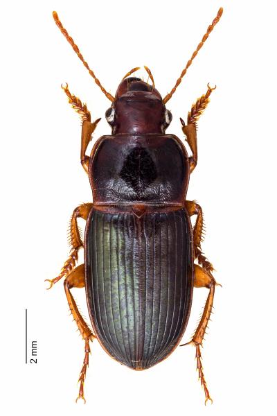   - Harpalus smaragdinus