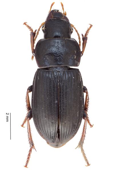 Carabes de Suisse  - Harpalus solitaris