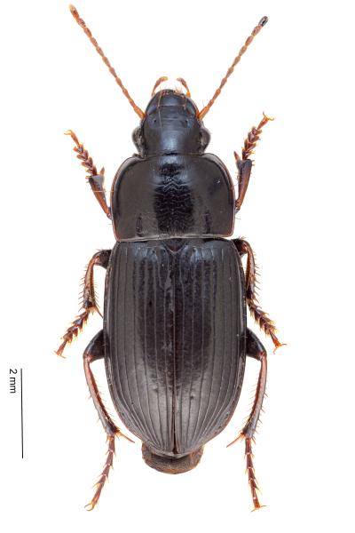 Carabes de Suisse  - Harpalus subcylindricus