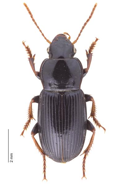  - Harpalus sulphuripes sulphuripes