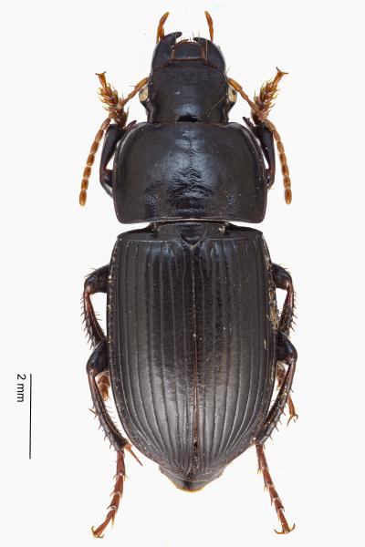   - Harpalus tardus