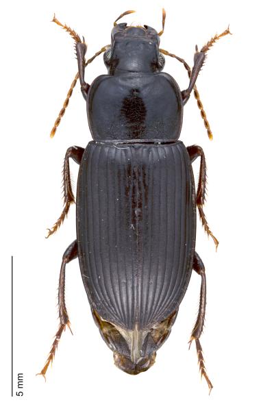   - Harpalus tenebrosus tenebrosus