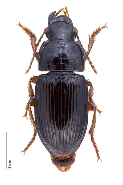  - Harpalus xanthopus winkleri