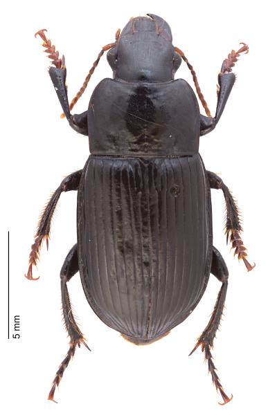   - Harpalus zabroides