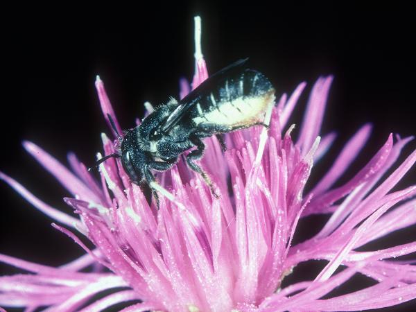 Wildbienen der Schweiz Gekerbte Löcherbiene - Heriades crenulatus