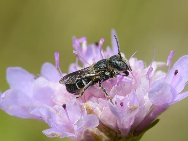 Wildbienen der Schweiz Gekerbte Löcherbiene - Heriades crenulatus