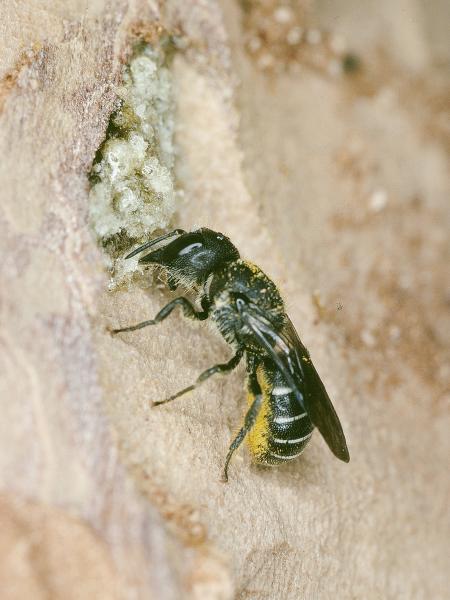 Wildbienen der Schweiz Gewöhnliche Löcherbiene - Heriades truncorum