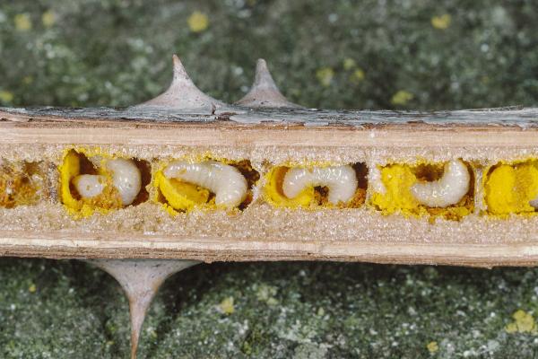 Wildbienen der Schweiz Gewöhnliche Löcherbiene - Heriades truncorum