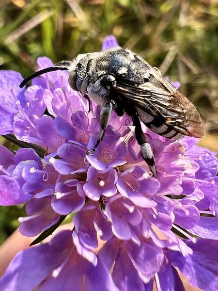 Wildbienen der Schweiz Hohfluss-Fleckenbiene - Thyreus histrionicus
