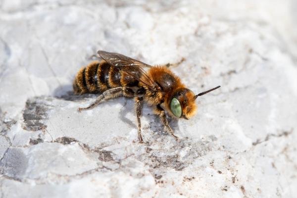 Les abeilles sauvages de Suisse  - Hoplitis ravouxi