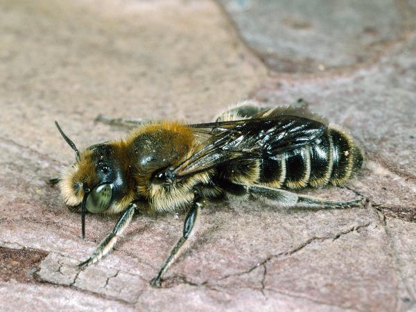 Les abeilles sauvages de Suisse  - Hoplitis adunca