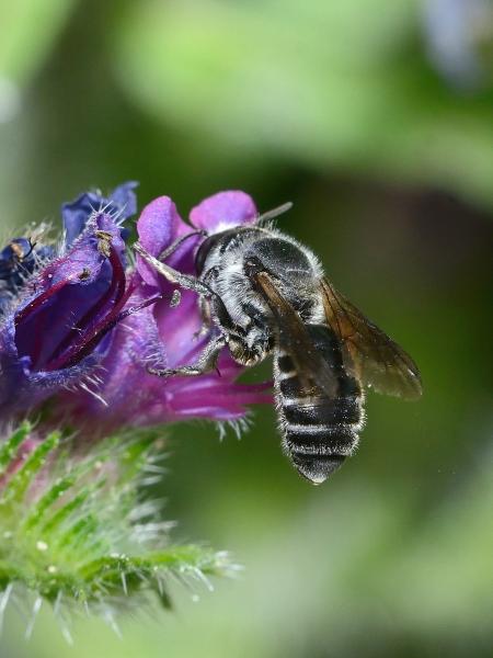 Les abeilles sauvages de Suisse  - Hoplitis adunca