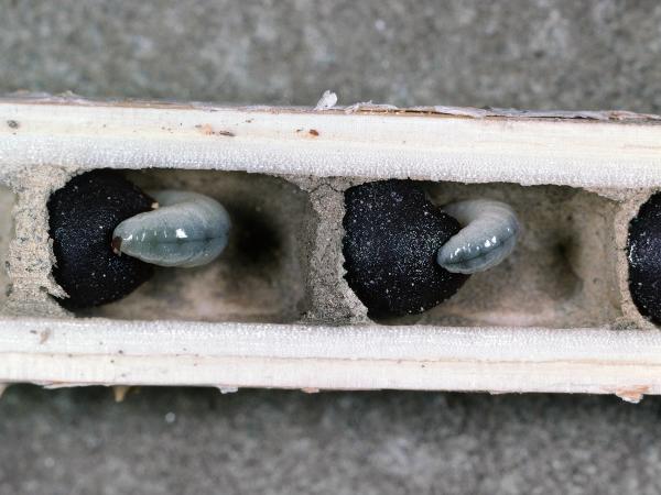 Les abeilles sauvages de Suisse  - Hoplitis adunca