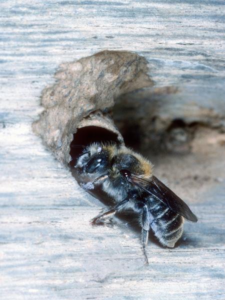 Les abeilles sauvages de Suisse  - Hoplitis anthocopoides