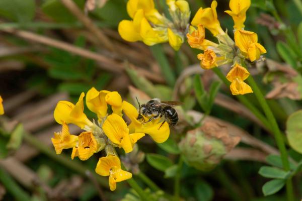 Les abeilles sauvages de Suisse  - Hoplitis claviventris