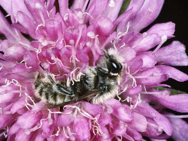 Les abeilles sauvages de Suisse  - Hoplitis dalmatica