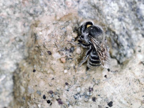 Les abeilles sauvages de Suisse  - Hoplitis lepeletieri