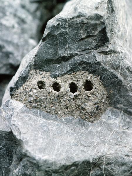 Les abeilles sauvages de Suisse  - Hoplitis lepeletieri