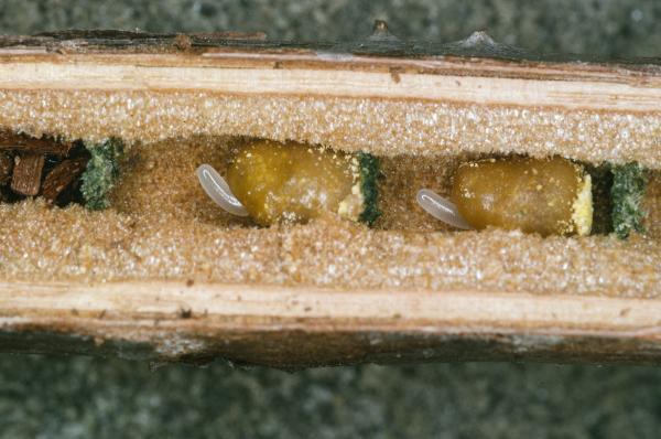 Les abeilles sauvages de Suisse  - Hoplitis leucomelana