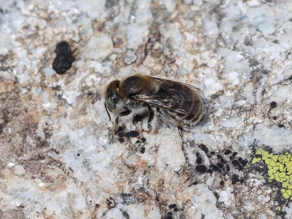 Les abeilles sauvages de Suisse  - Hoplitis loti