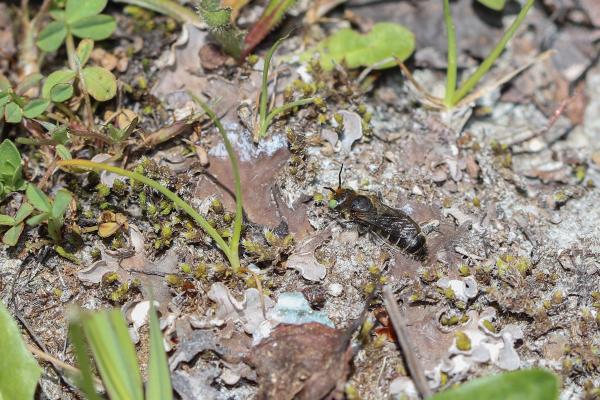Les abeilles sauvages de Suisse  - Hoplitis loti