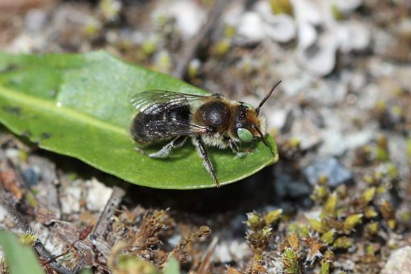 Les abeilles sauvages de Suisse  - Hoplitis loti