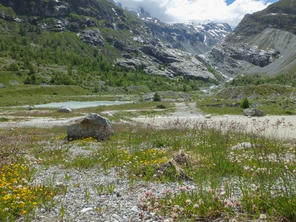 Les abeilles sauvages de Suisse  - Hoplitis loti