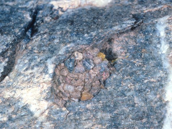 Les abeilles sauvages de Suisse  - Hoplitis loti