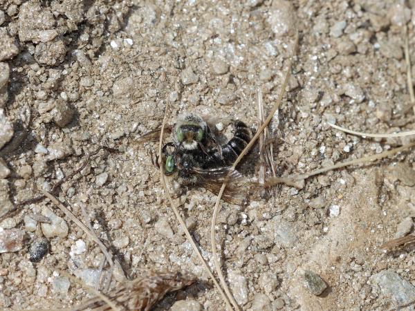 Les abeilles sauvages de Suisse  - Hoplitis loti