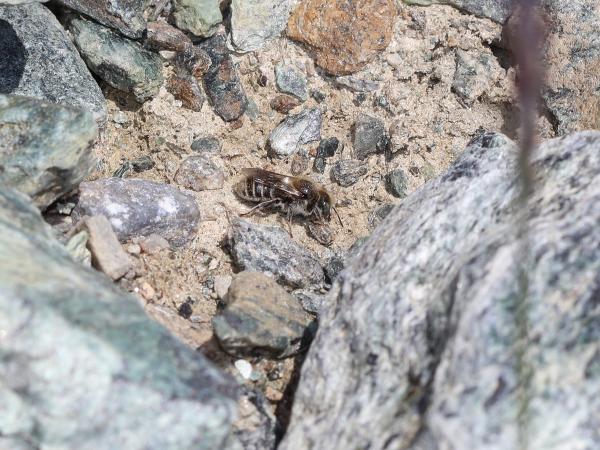 Les abeilles sauvages de Suisse  - Hoplitis loti