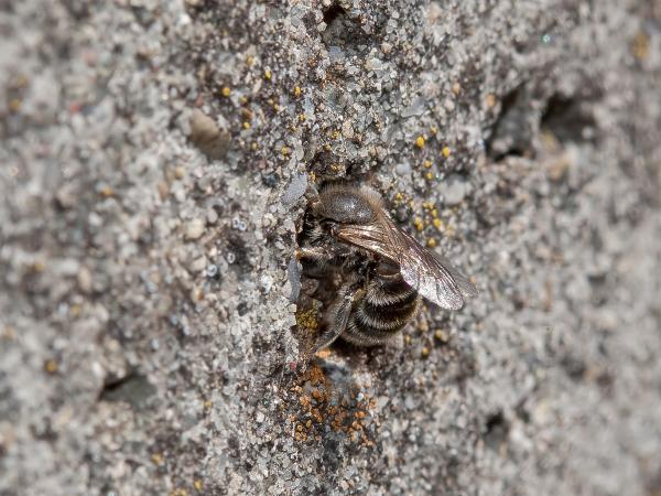 Les abeilles sauvages de Suisse  - Hoplitis ravouxi